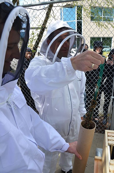 Associated Labels president Shaun Ashworth removes some of the 16,000 bees from a tube before putting them in the Coquitlam company's new parking lot apiary