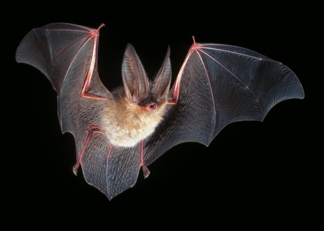 Townsend bat flying through the night sky